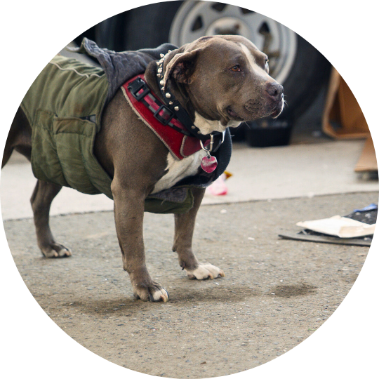 Grey pitbull with white chest wearing an olive coat.