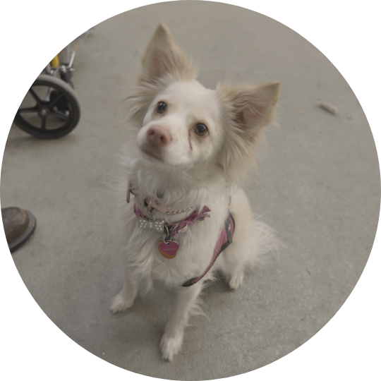 Small, long-haired, white dog sitting so patiently, ears att attention.