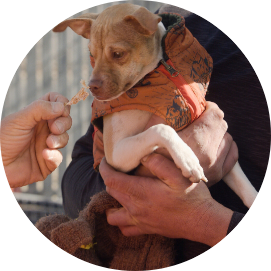 Small brown chihuahua being held while Paul offers him a treat.