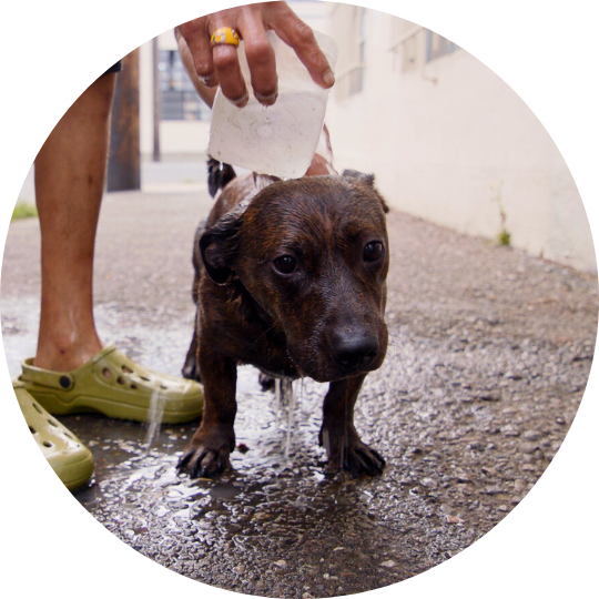 Weiner dog getting a bath on the streets via water being poured on him from a cup.