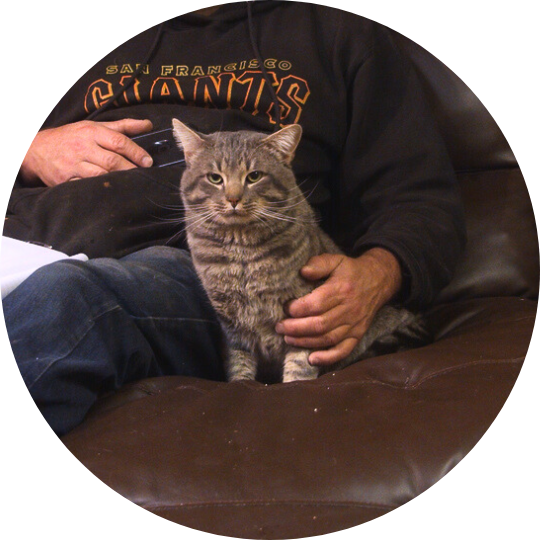 Striped grey and black cat living with Paul.