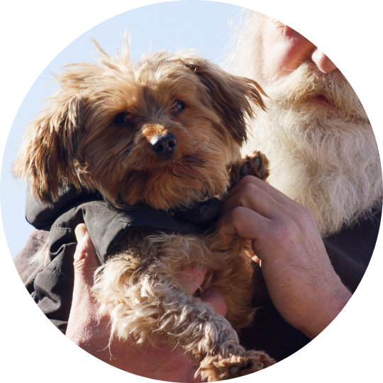 Small brown dog that appears to be a yorkie.