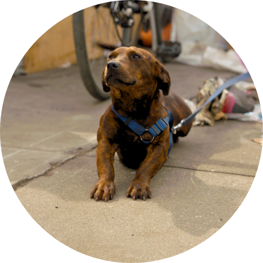 Dark brown, brindle weiner dog lying on the sidewalk.