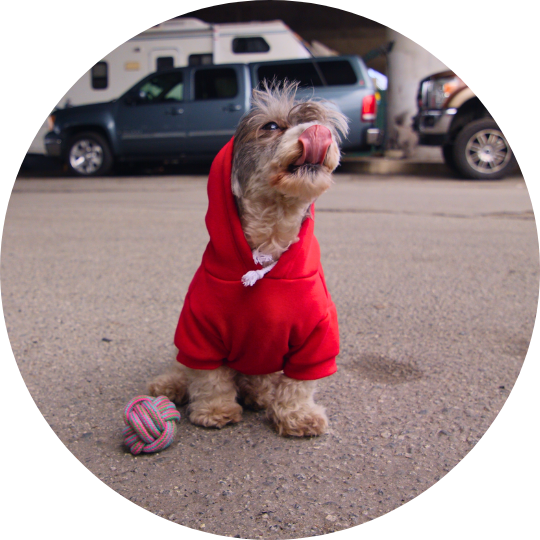 Small grey and white dog that appears to be a poodle or lhasa apso. Dog is wearing a red hoodie and their tongue is sticking out.