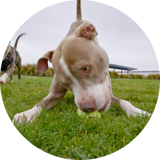 Light brown and white short hair dog bowing and playfully guarding tennis ball.